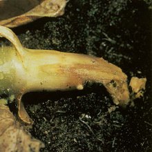 Pânico tardio