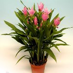 Doenças de plantas de interior: pragas (parte 1) Doenças de plantas de interior: pragas (parte 1)
