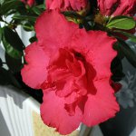 Doenças de plantas de interior: pragas (parte 2)