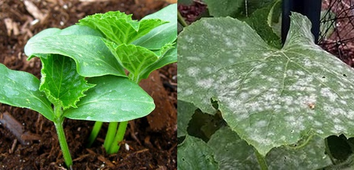 Doenças de pepino: sintomas, tratamento e prevenção (com foto) Doenças de pepino: sintomas, tratamento e prevenção (com foto)