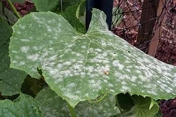 Doenças de pepino: sintomas, tratamento e prevenção (com foto)