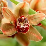 Doenças de orquídeas
