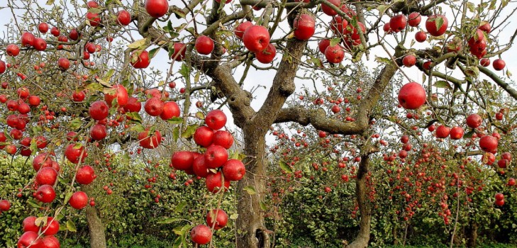 Ambulância para o jardim ou a doença das macieiras e seu tratamento