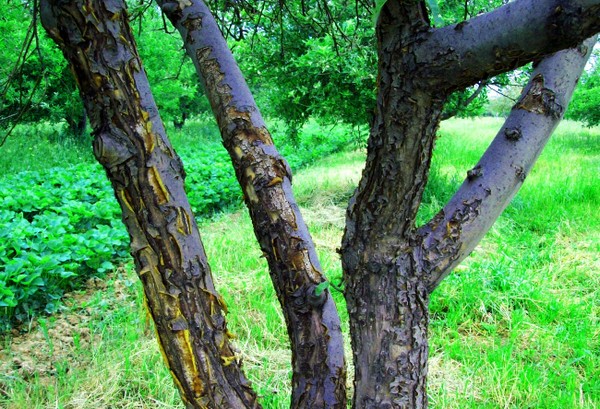 Ambulância para o jardim ou a doença das macieiras e seu tratamento
