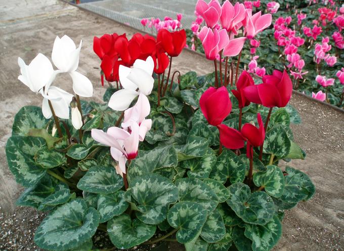 Cyclamen em casa