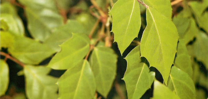 Cissus: foto e cuidados domiciliários