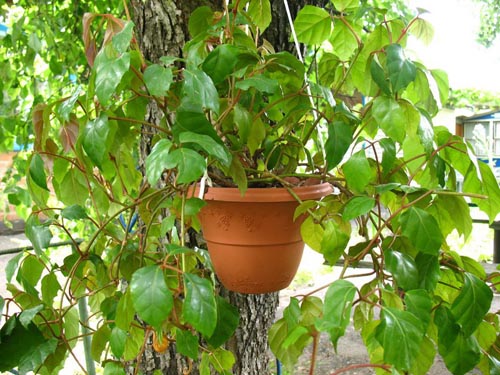 Cissus. Tipos de uvas