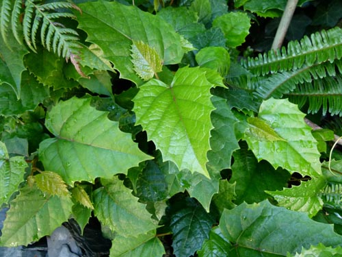 Cissus. Cuidados domiciliários