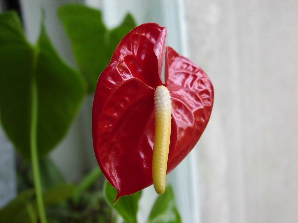 flor vermelha