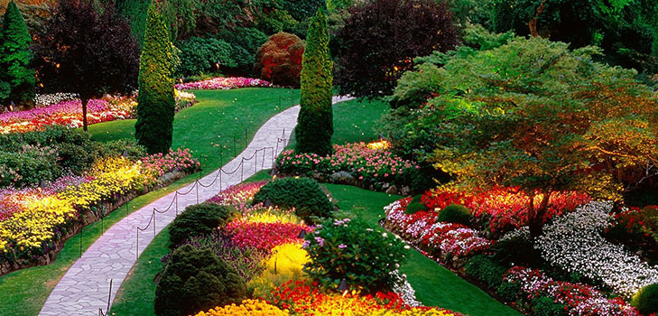 Flores bonitas para um canteiro de flores