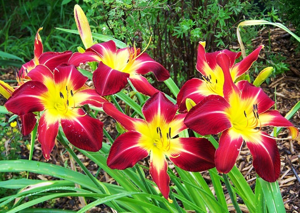 Flores bonitas para um canteiro de flores