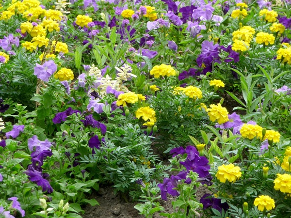 Flores bonitas para um canteiro de flores