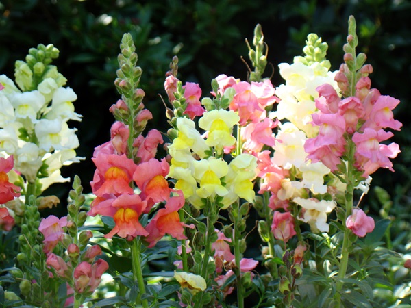 Flores bonitas para um canteiro de flores