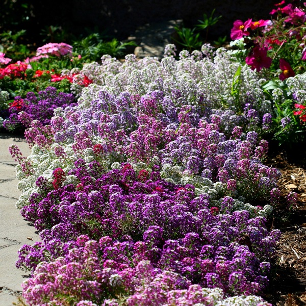 Flores bonitas para um canteiro de flores