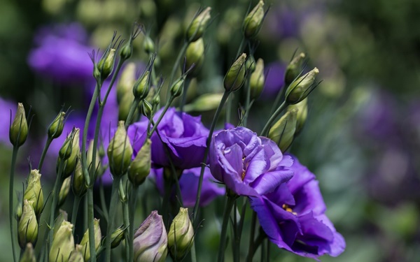 Flores bonitas para um canteiro de flores