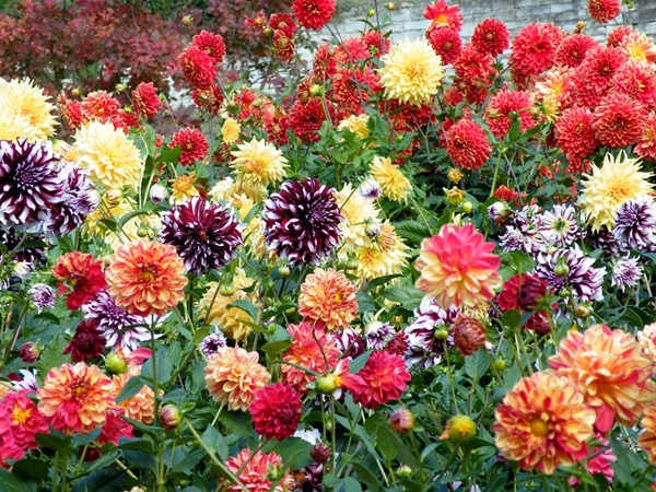 Flores bonitas para um canteiro de flores