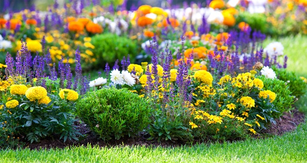 Flores bonitas para um canteiro de flores