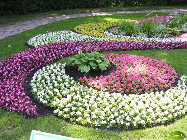 Flores bonitas para um canteiro de flores