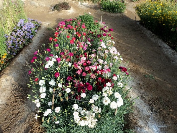 Flores bonitas para um canteiro de flores