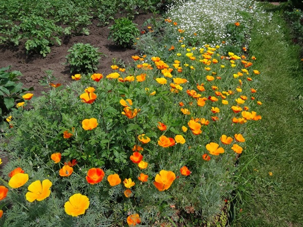 Flores bonitas para um canteiro de flores