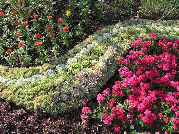 Flores bonitas para um canteiro de flores