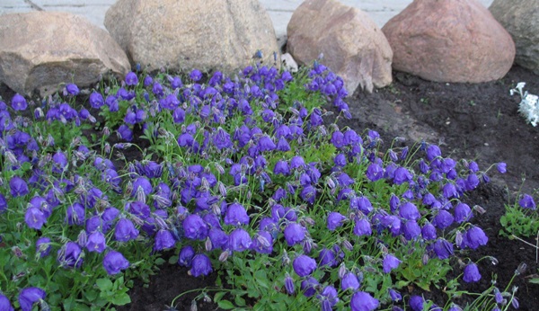 Flores bonitas para um canteiro de flores