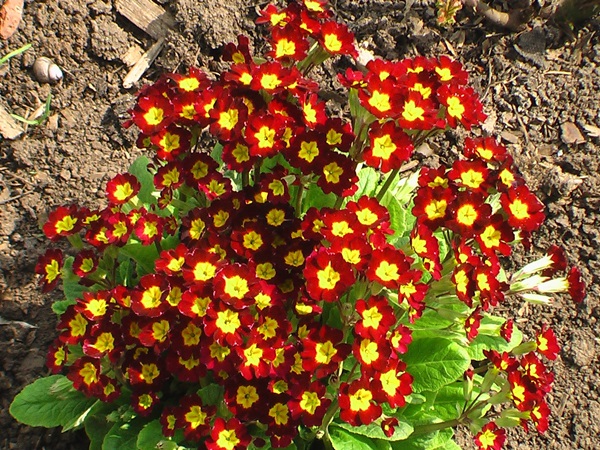 Flores bonitas para um canteiro de flores