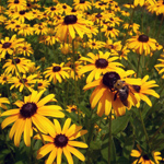 Flores-perenes