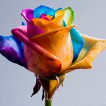 Flores para 8 de março: buquês pintados originais Flores para 8 de março: buquês pintados originais