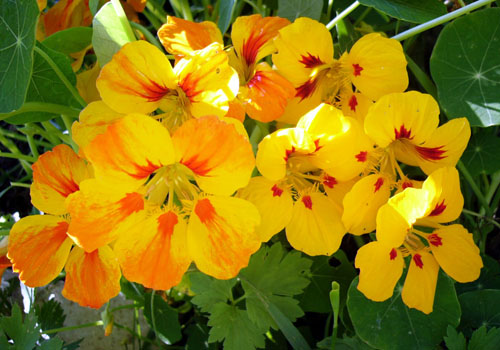 Nasturtium - crescendo a partir de sementes