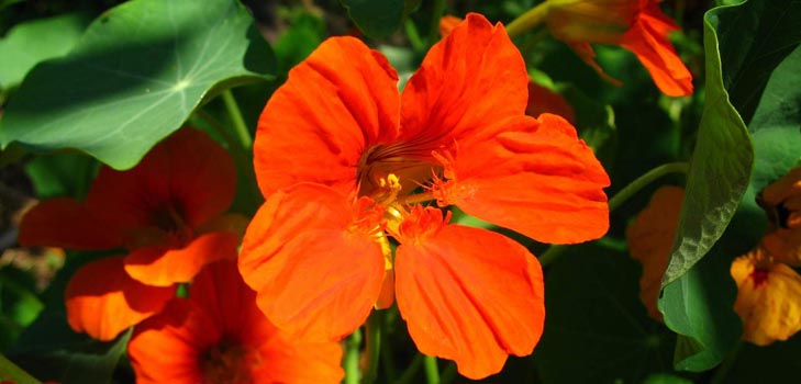 Flower Nasturtium: como crescer a partir de sementes, como cuidar, belas fotos