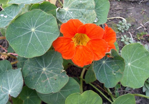 Nasturtium de flores