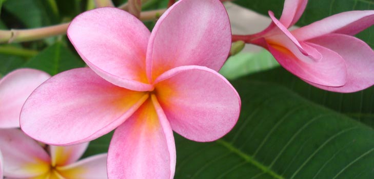 Flower Plumeria - o aroma mágico em sua casa