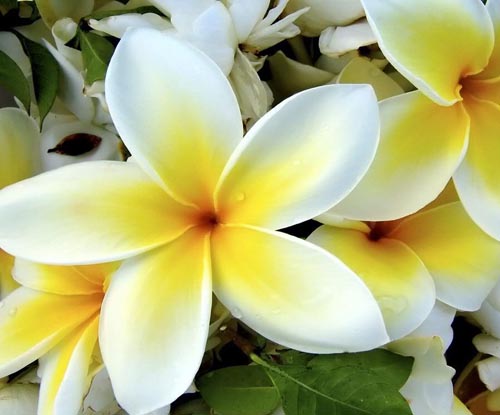Flower Plumeria - o aroma mágico em sua casa