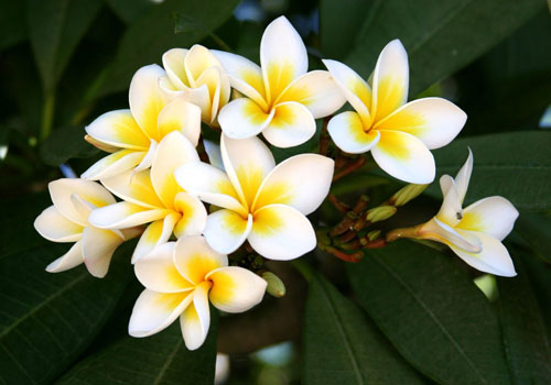 Flower Plumeria - o aroma mágico em sua casa