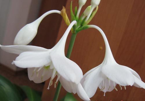 duas flores eucharis