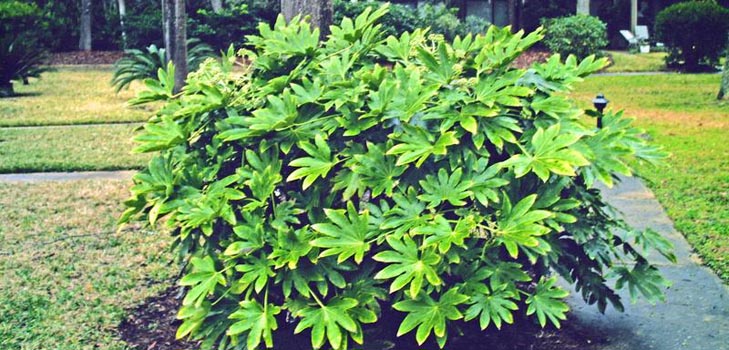 cuide de fatsia em casa