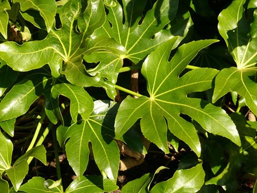 Diferentes tipos de fatsia