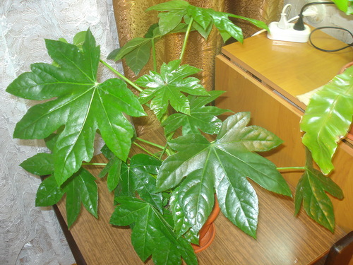 Fatsia pela janela ocidental