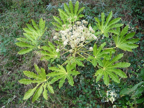 fatsia em condições de temperatura confortáveis