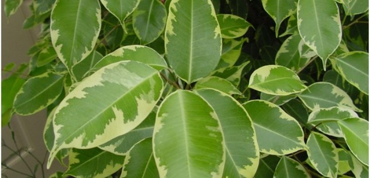 quarto ficus