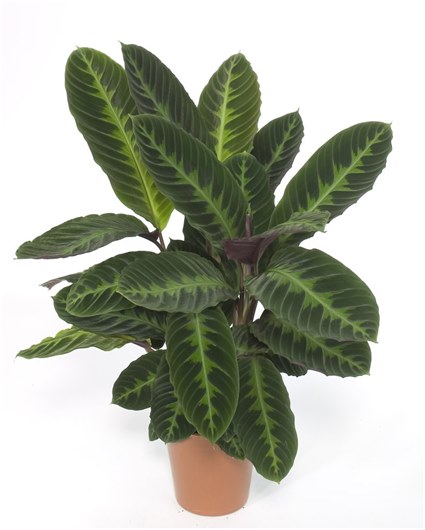 banheira com ficus