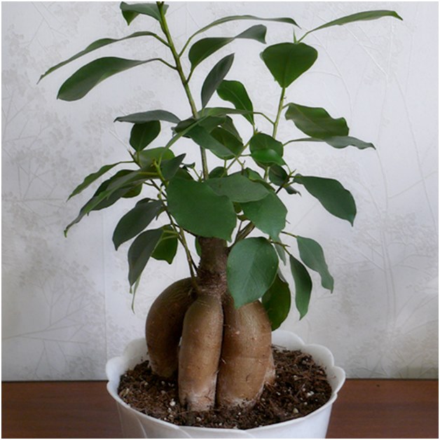 Ficus antes do transplante