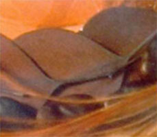 folhas de eucalipto
