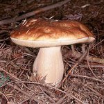 Onde recolher cogumelos Onde recolher cogumelos