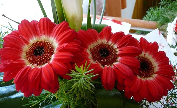Gerbera no pote Gerbera no pote