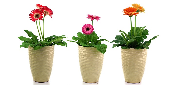 Gerbera no pote Gerbera no pote