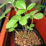 Hidroponia em casa Hidroponia em casa