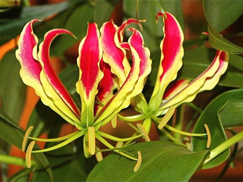 Características de plantar "lírio de chamas"
