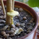 Cogumelos no país: como crescer